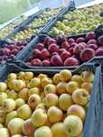 Продам яблоки Американку . Золотой