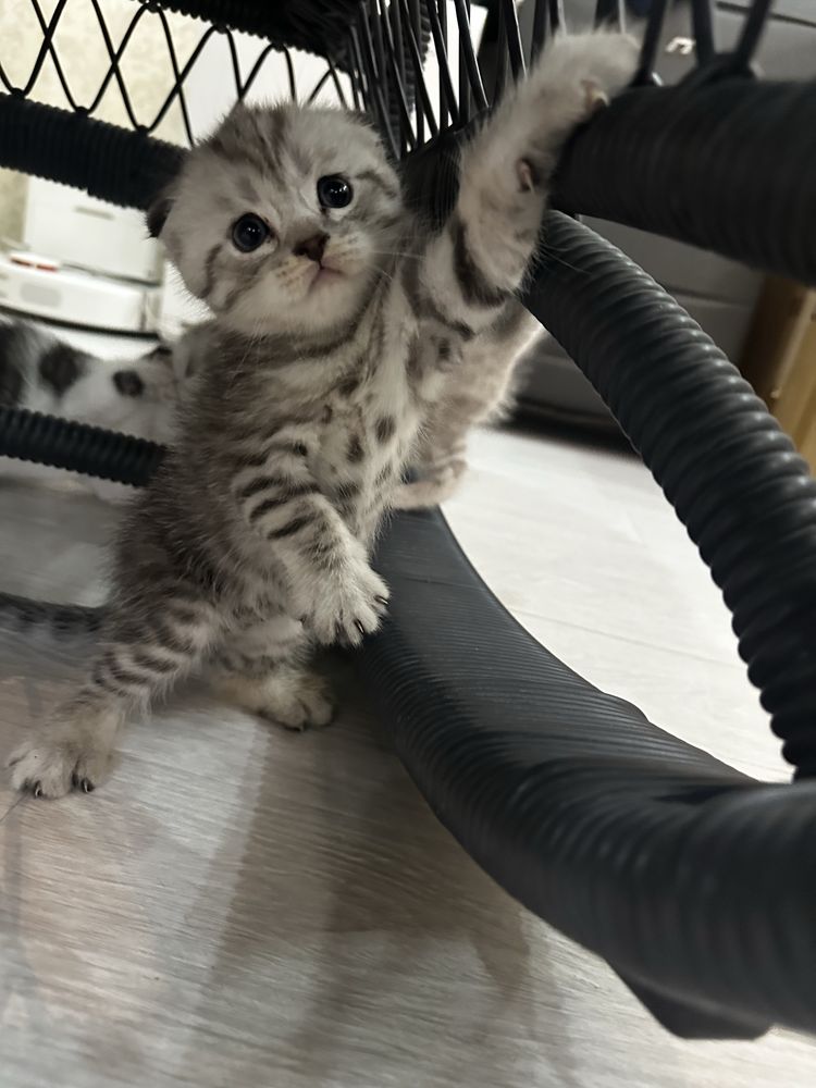 Шотландские вислоухие котята