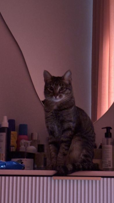 Кошка 1,5 стерилизованная , воспитанная