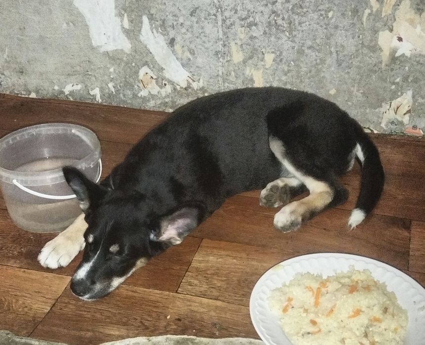 Красотка ищет дом