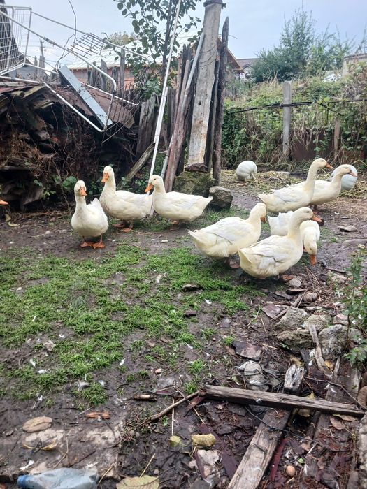 Rate Pekin .rasă de Carne.