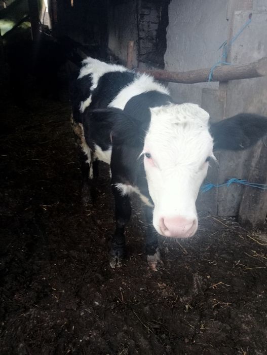 Vițea de vânzare înțărcată