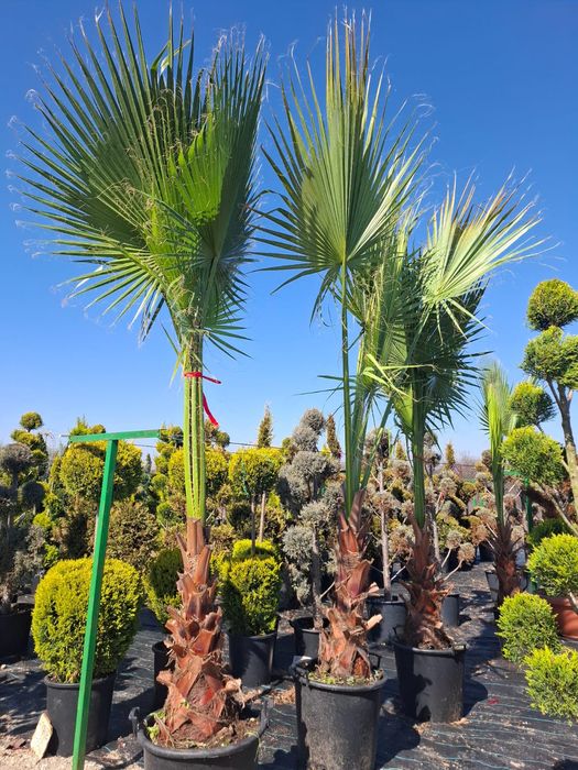 Plante ornamentale