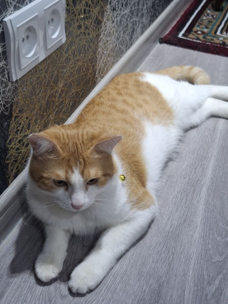 кот,  1 год, зовут персик,