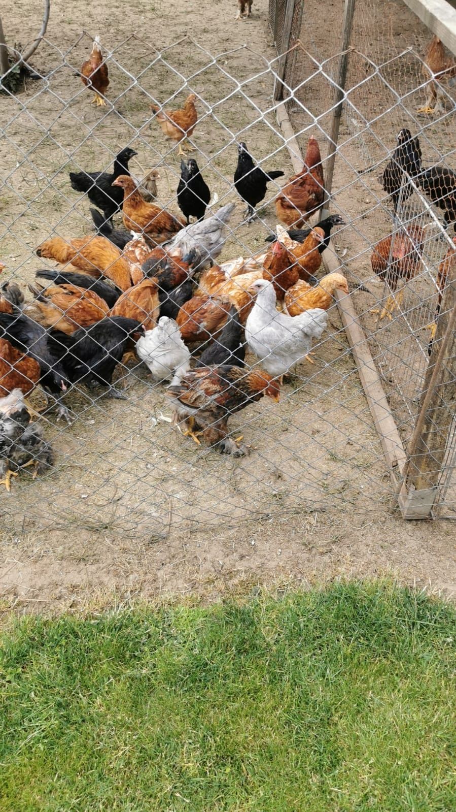 Vând pui autralorp negru