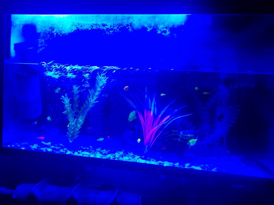 Akvarim ishidigi baliqlari bilan 20 ta baliqlari bilan kamplekt 700 mi