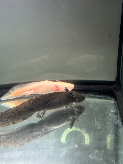 Vand axolotl negru aprox 8 luni
