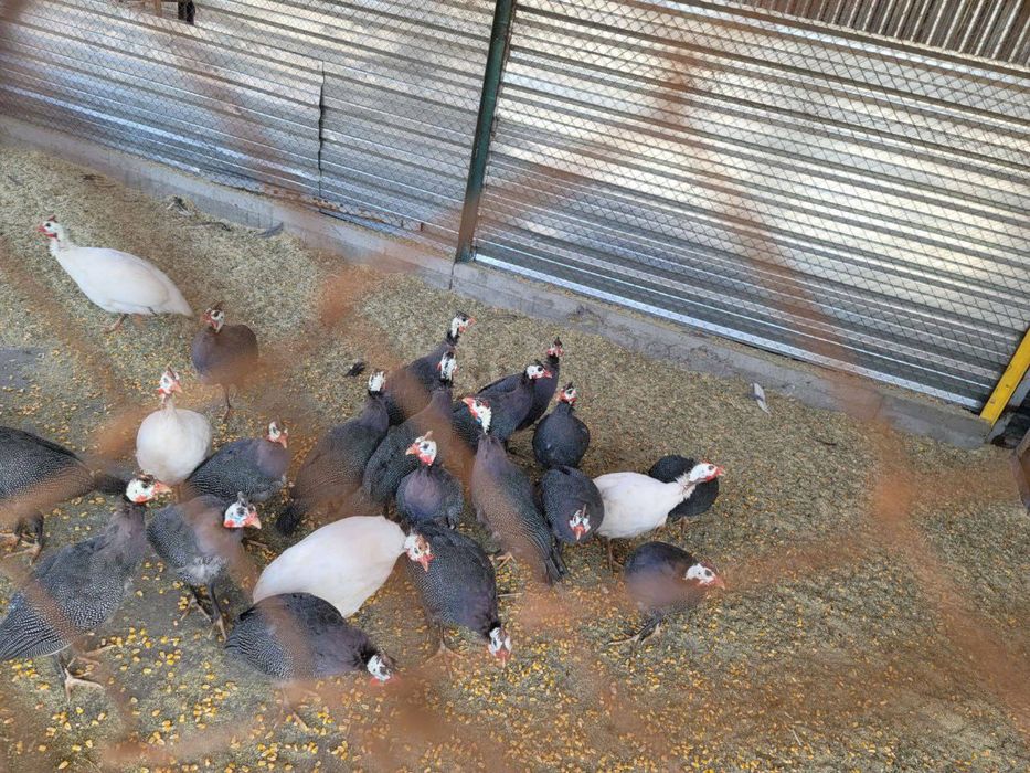 Цесаркалар сотилади