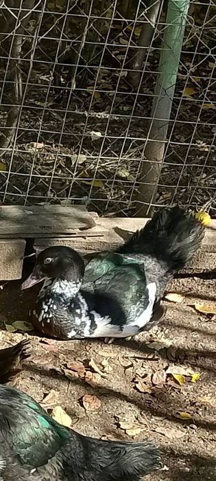 Продавам нями патета