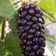 Ежемалина саженцы продам