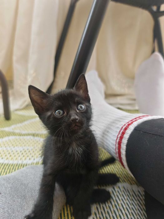 Котенца, бели и черни