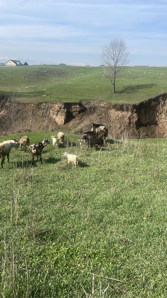 Коза дойная , зааненская порода с козлятами , ешки сауын