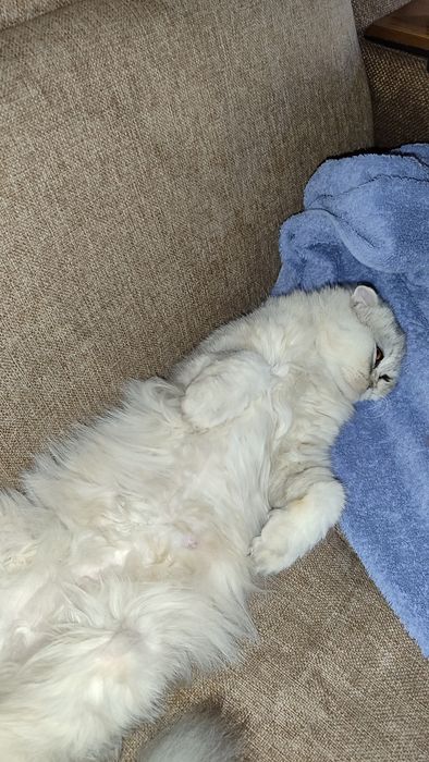 Кот и кошка O'g'il va qiz bola mushukla