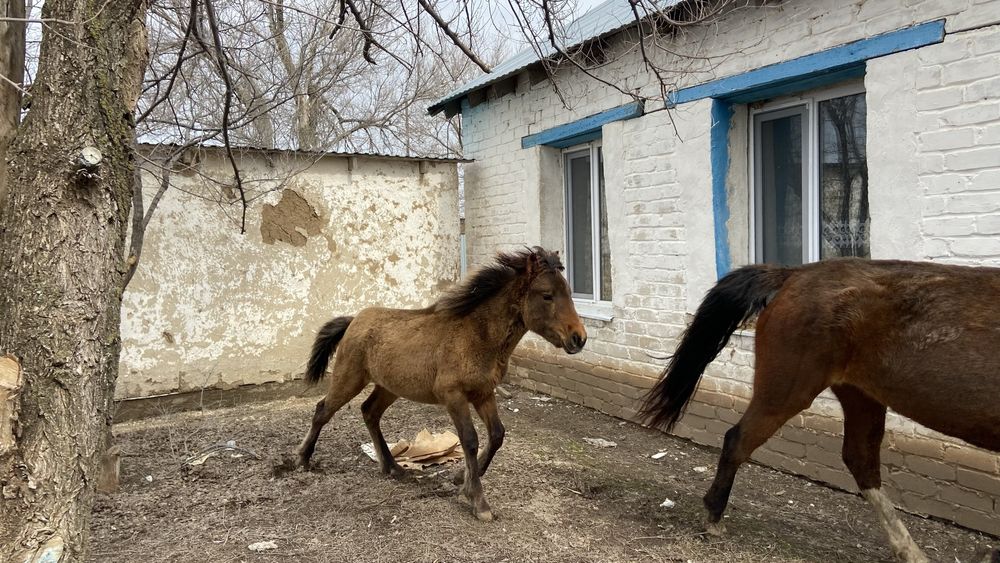 Кобылка тай 1жыл болады майда