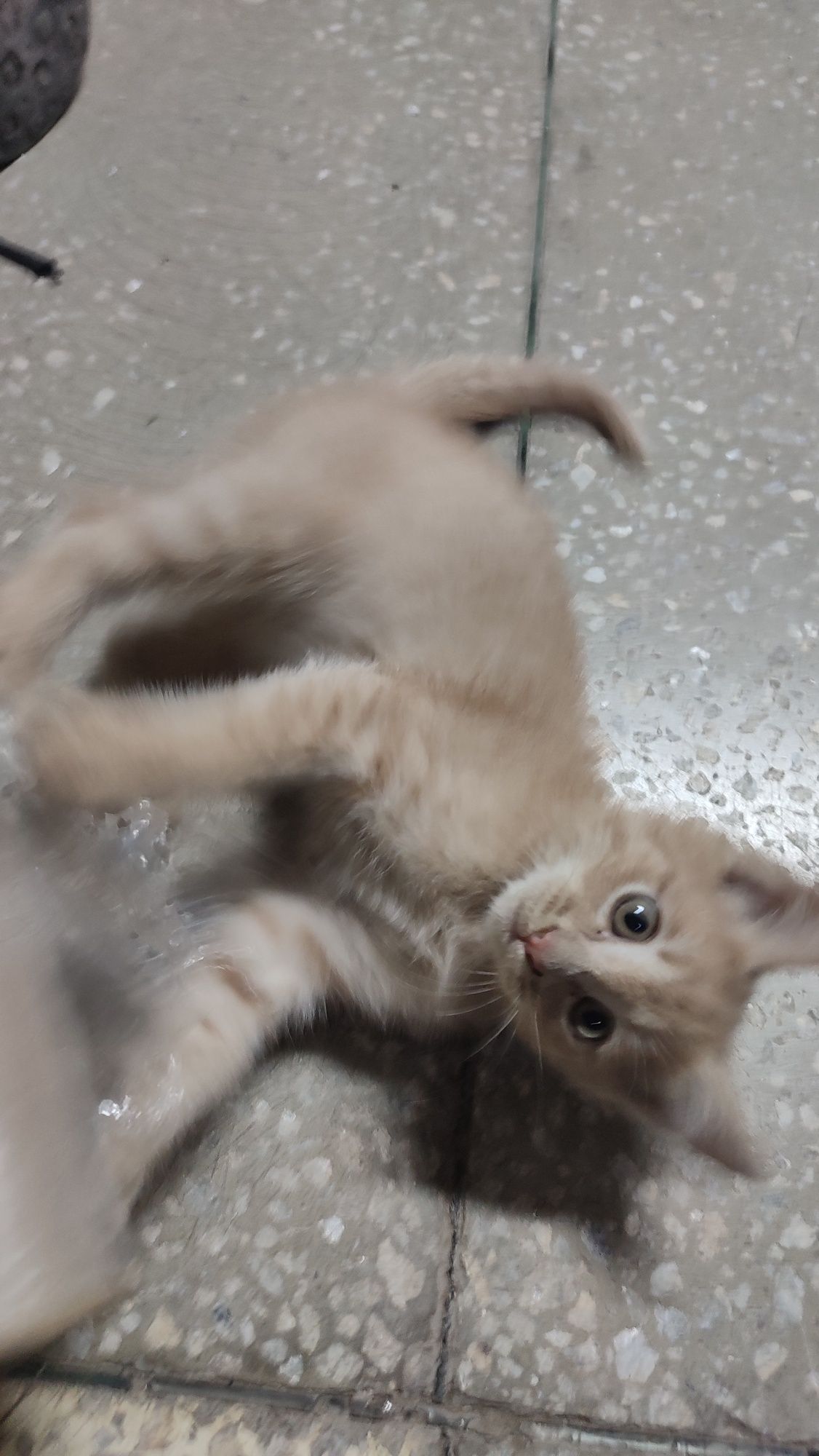 Котята бесплатно