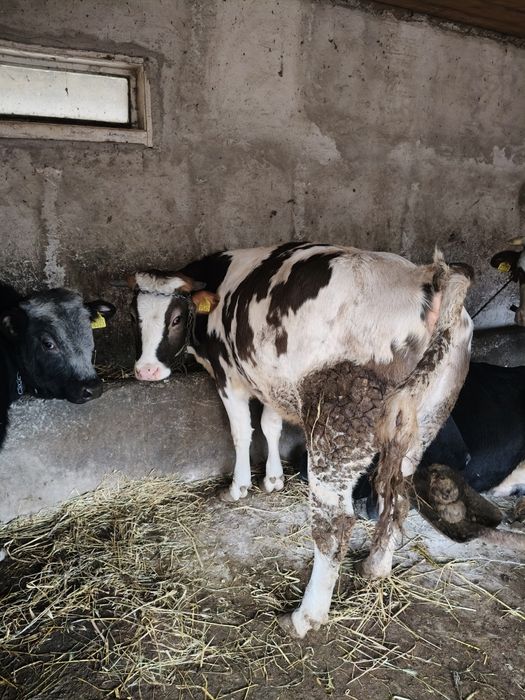 Vând 1 taur și o vitea