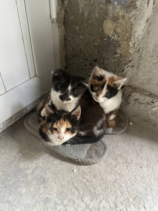 Отдам котят в хорошие руки