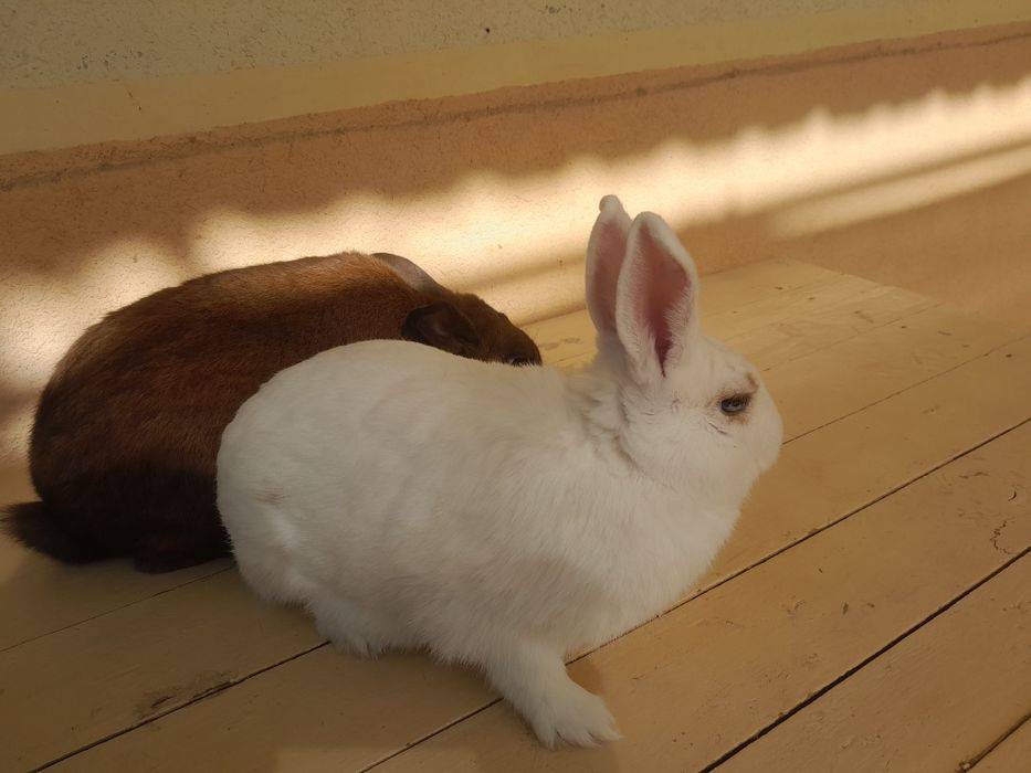 Quyon karik 1.5 yosh