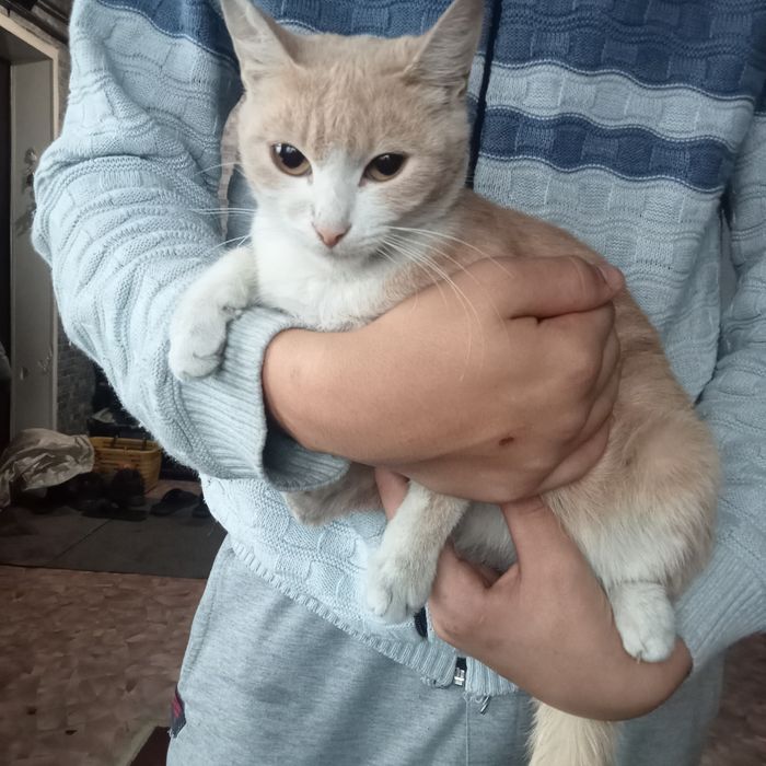 Отдам даром бесплатно