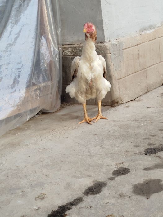 Dakan boboq tovuq Xitoy zoti zor 1tule 2oomin bolshi