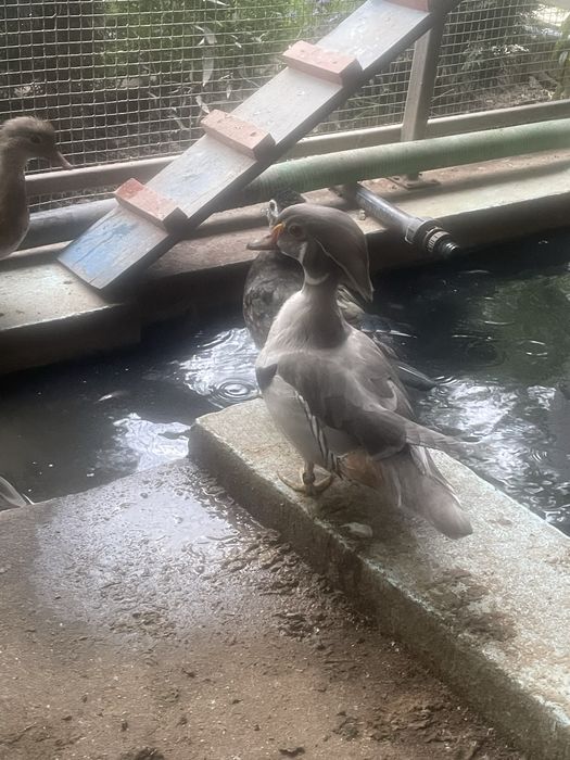 Pereche rațe mandarine si caroline