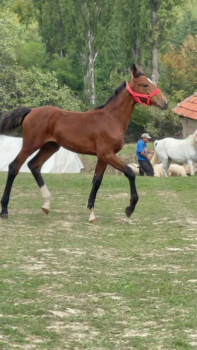 Manza Kwpn 4 luni din parinti cu pedigree