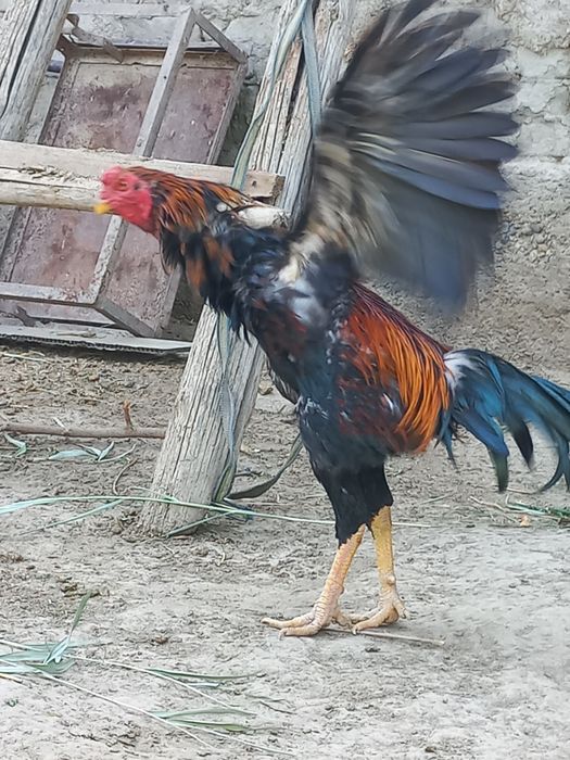 Срочно соғлом сотувда