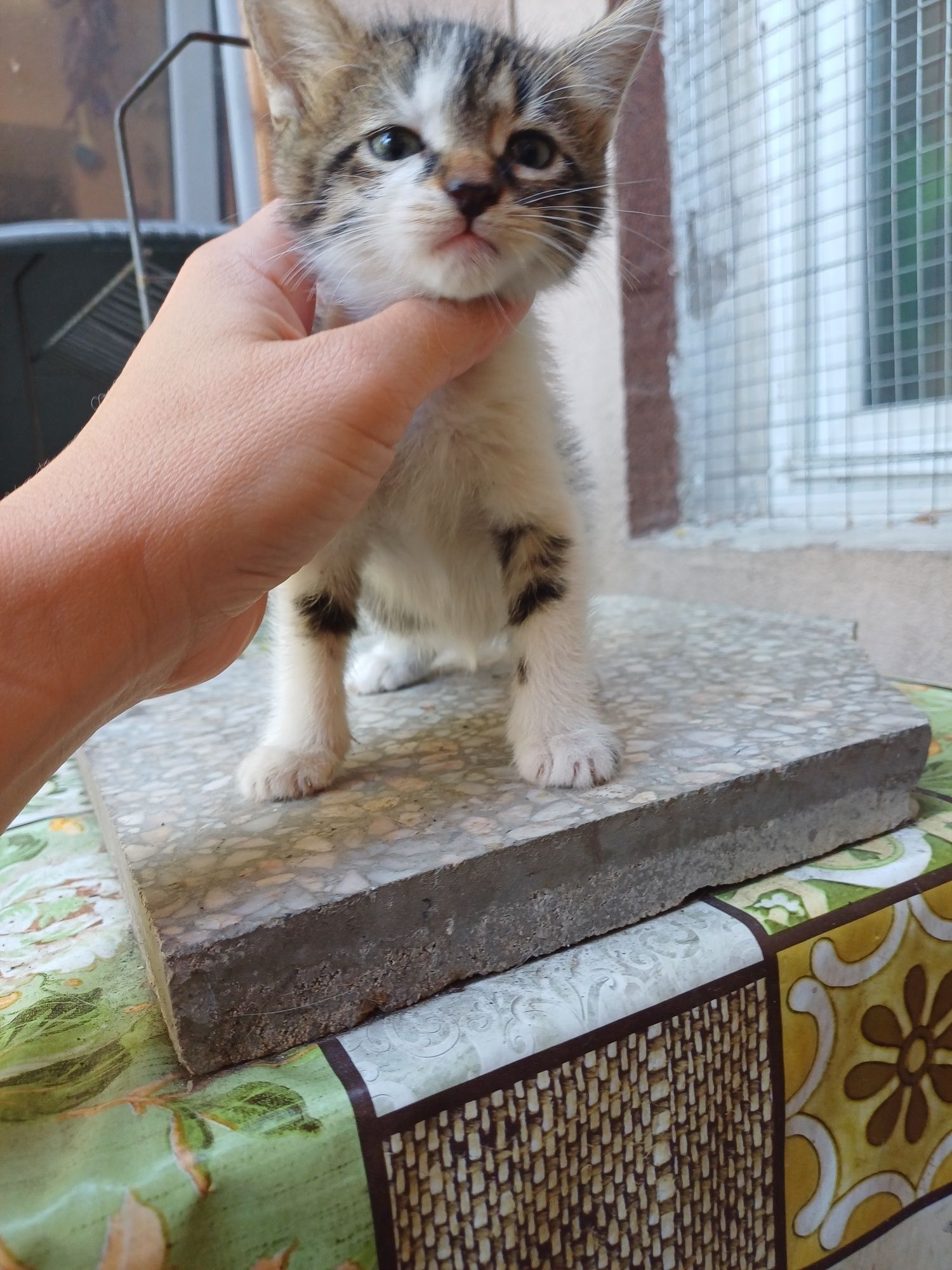 Подарявам женски котета на 2 месеца