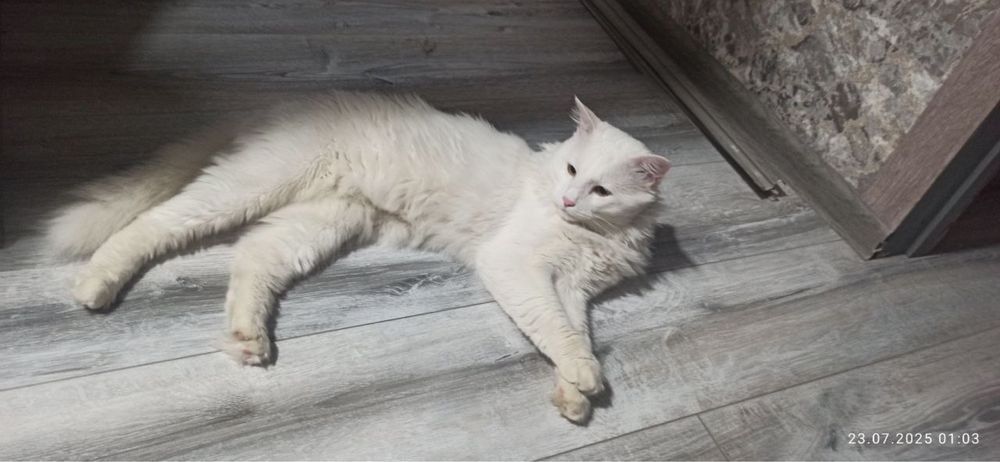 Кот в добрые руки