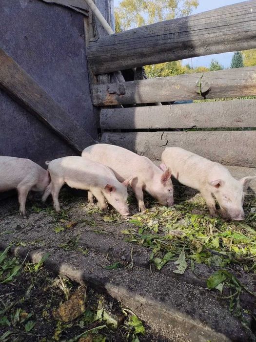 Продам поросят 1,5 месяца