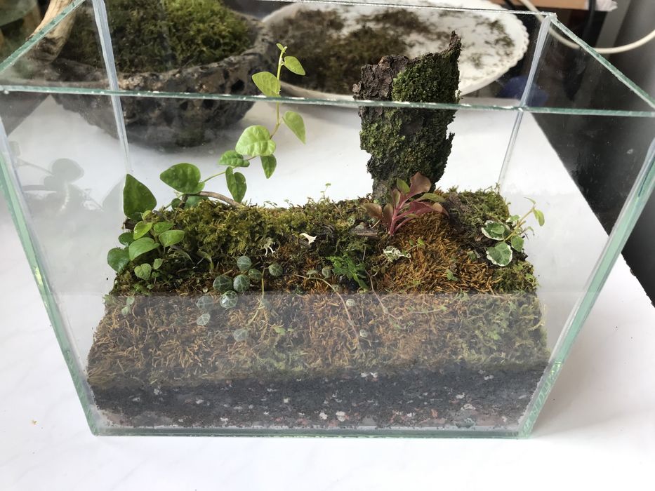 Продам мохариум!