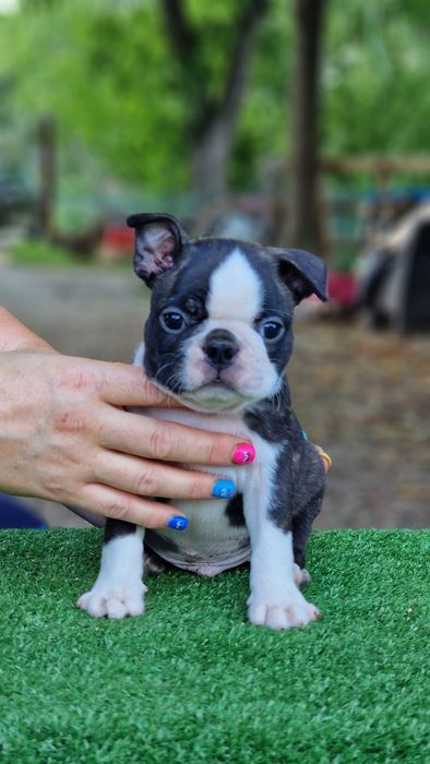 Boston Terrier mascul