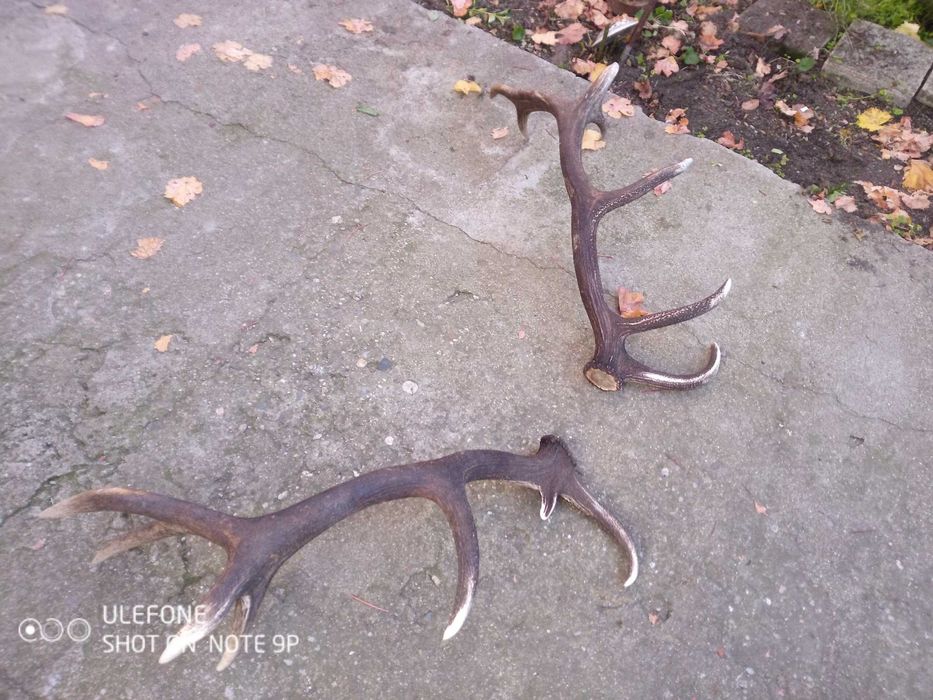 Еленови рога чифт от Средна гора