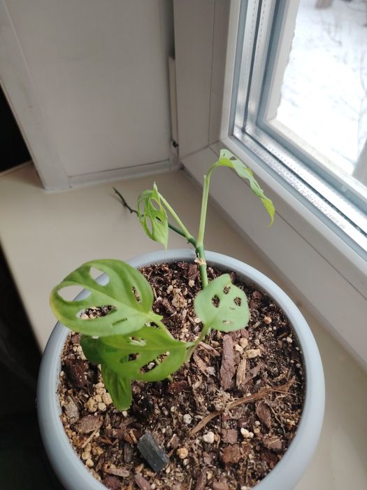 Монстера, в активном росте