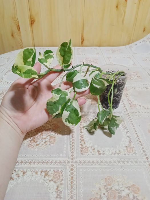 Комнатные растения эпипремнум энджой