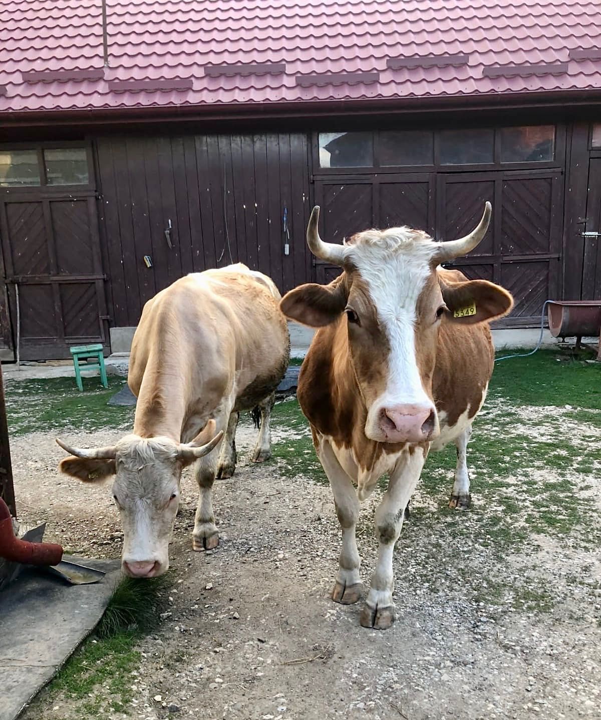 Vând 2 bovine de lapte