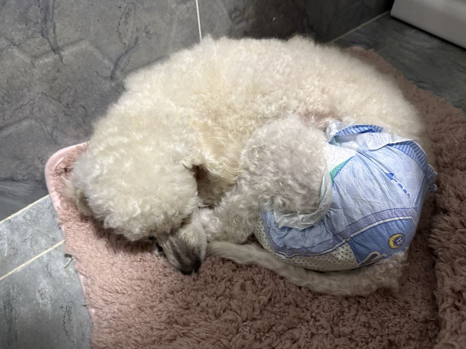 Пудель собака продам