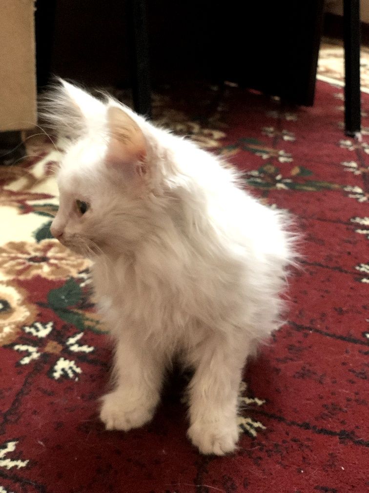 Котик турецкий ангора