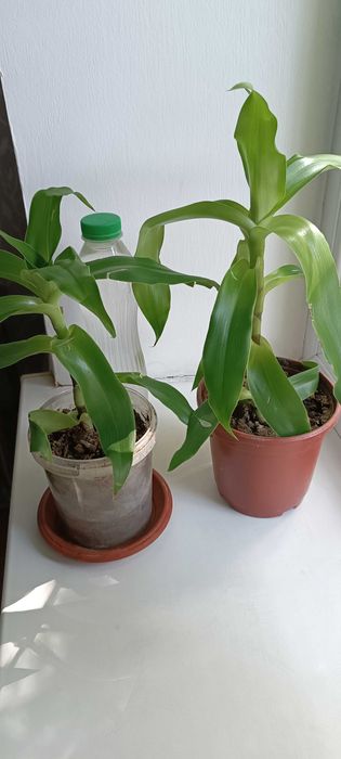 Золотой ус (лечебный)