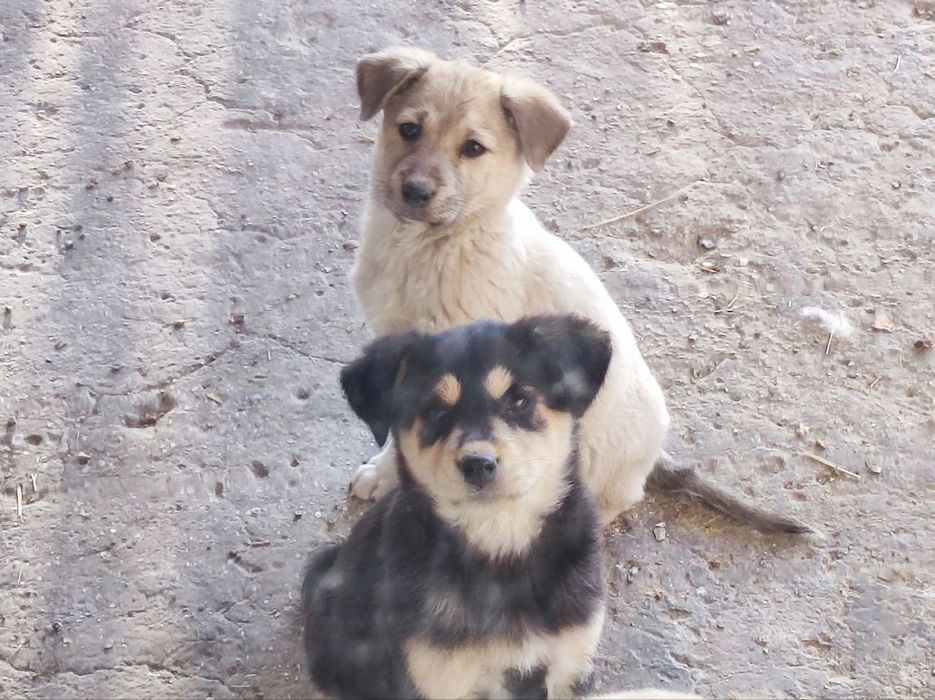 Щенята в добрые руки