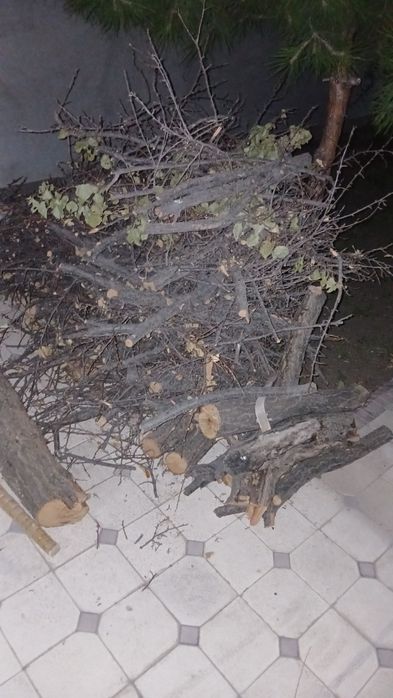Драва o'tin o'rik daraxtining shoxlari