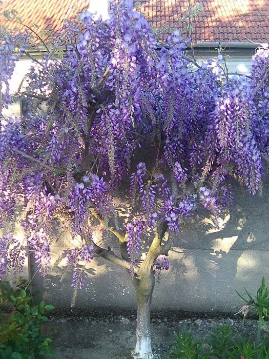 Vand glicina(salcam japonez)