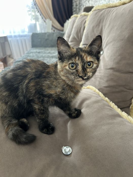 Отдам кошку в добрые руки