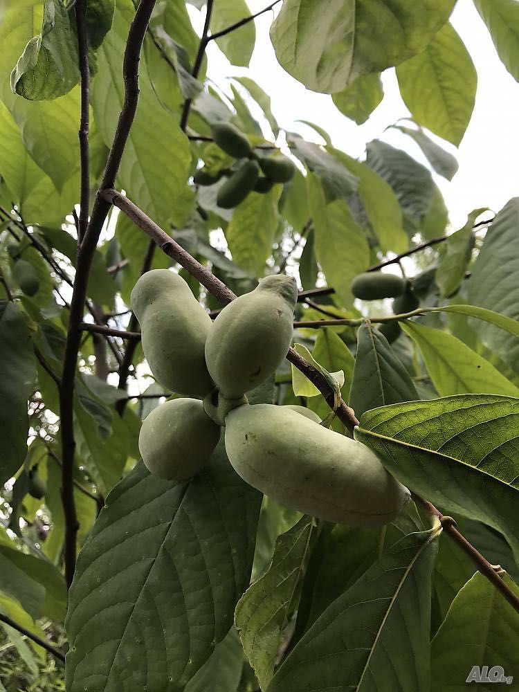 Индиански банан, Асимина трилоба, Asimina triloba,семена и растения
