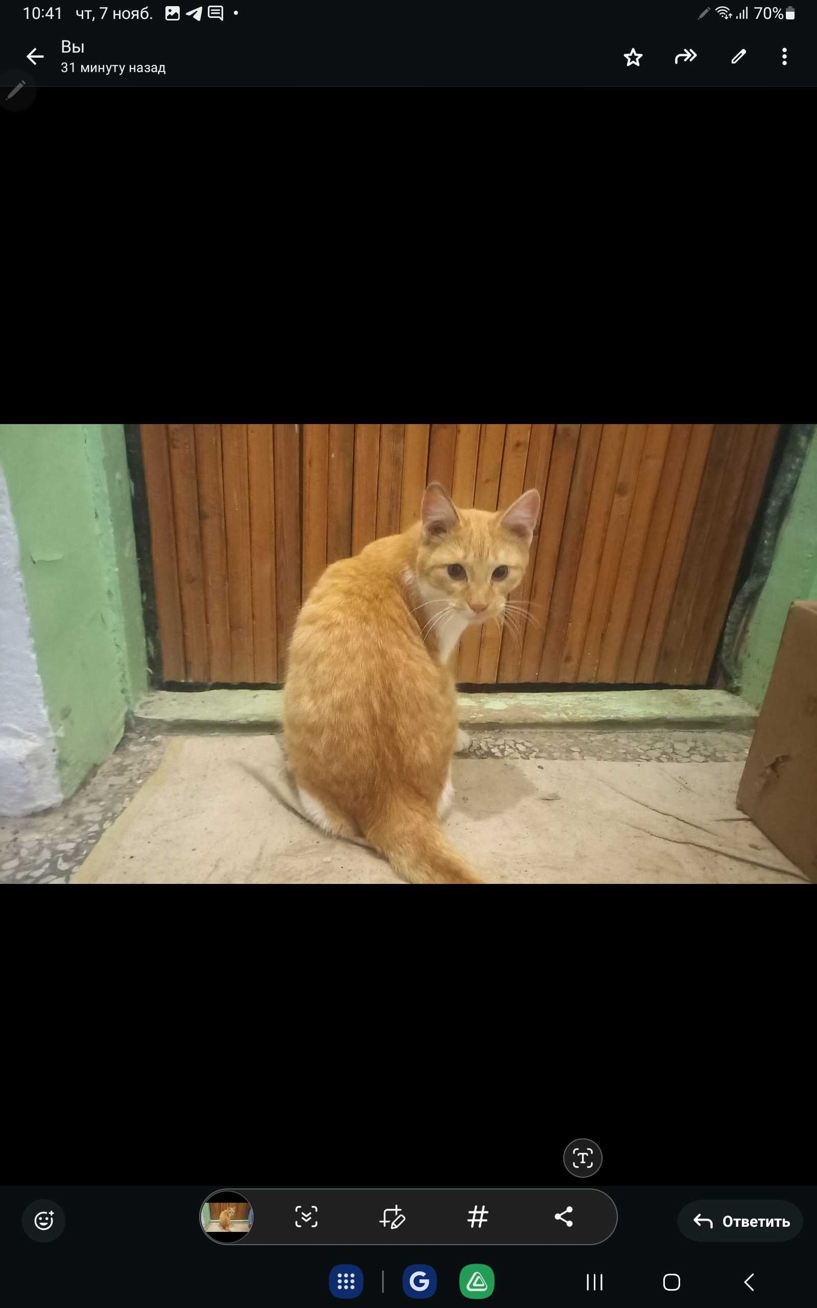 Рыжий Кот ишет хозяев БЕСПЛАТНО, спасите
