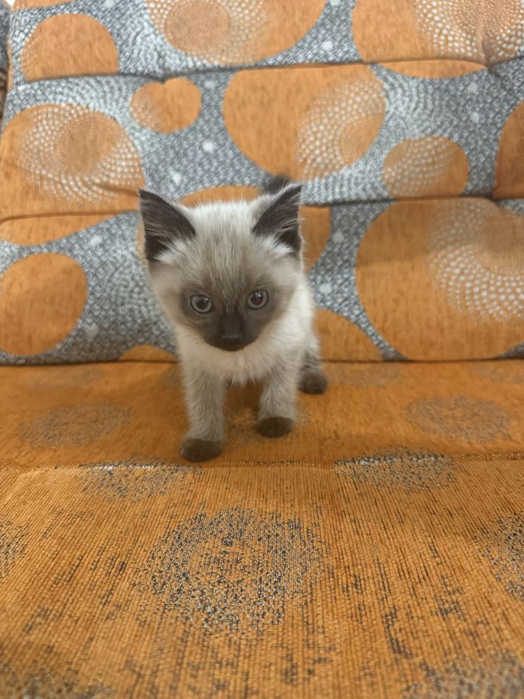 Симаская кошка девочка