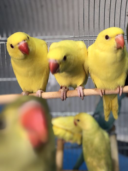 Puiuti papagali micul alexander alexandru