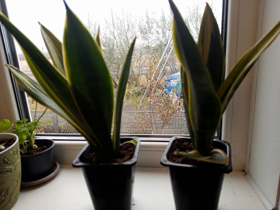 Продам домашний цветок сансевиерию