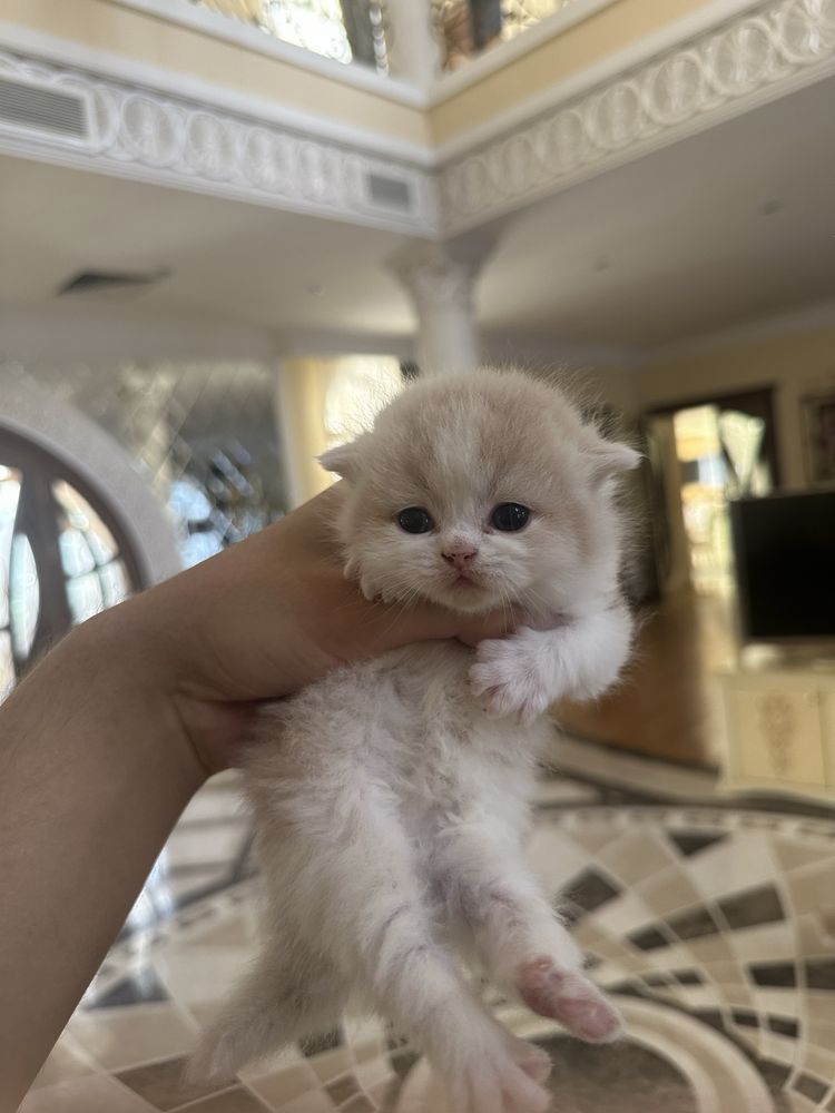 Котенок Скоттиш Фолд кремовый Шиншилла