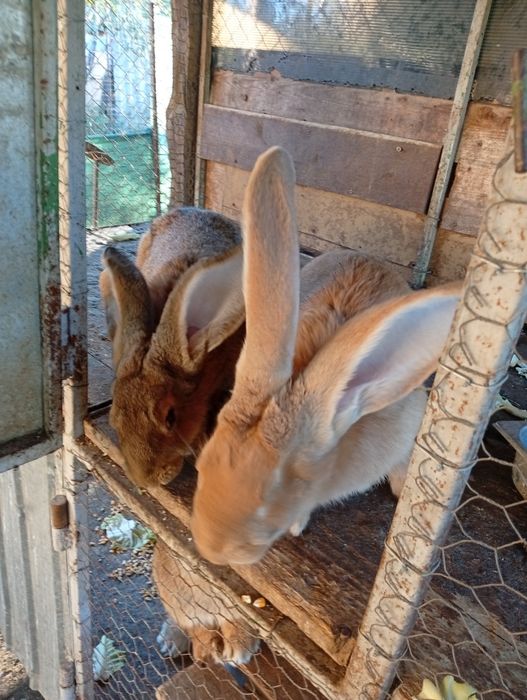 Vând iepuri Uriaș German o pereche( mascul și femelă)